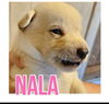 adoptable Dog in semmes, AL named Nala