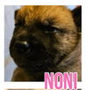 adoptable Dog in semmes, AL named Noni