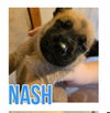 adoptable Dog in semmes, AL named Nash