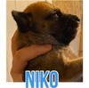 adoptable Dog in semmes, AL named Niko