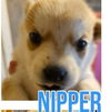 adoptable Dog in semmes, AL named Nipper
