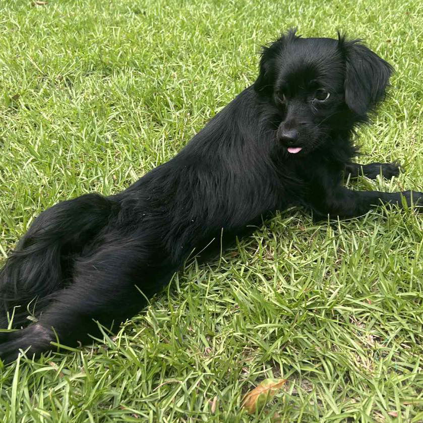 adoptable Dog in Semmes, AL named Pippa