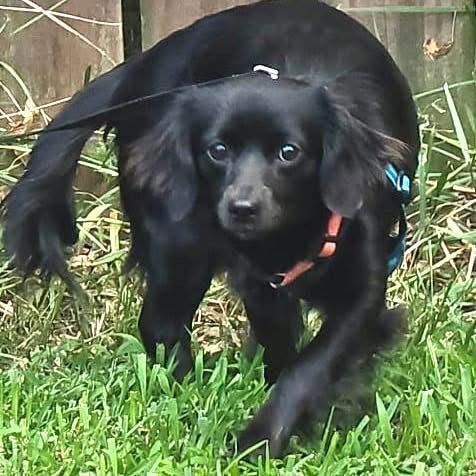 adoptable Dog in Semmes, AL named Paisley