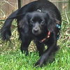 adoptable Dog in semmes, AL named Paisley