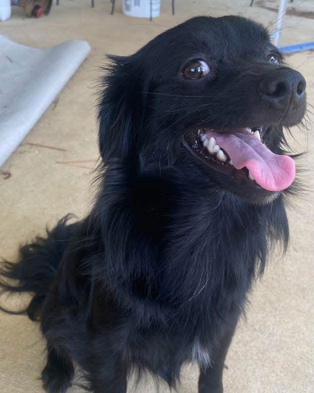 adoptable Dog in Semmes, AL named Pongo