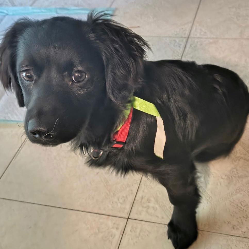adoptable Dog in Semmes, AL named Pickles