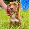 adoptable Dog in semmes, AL named Roxie