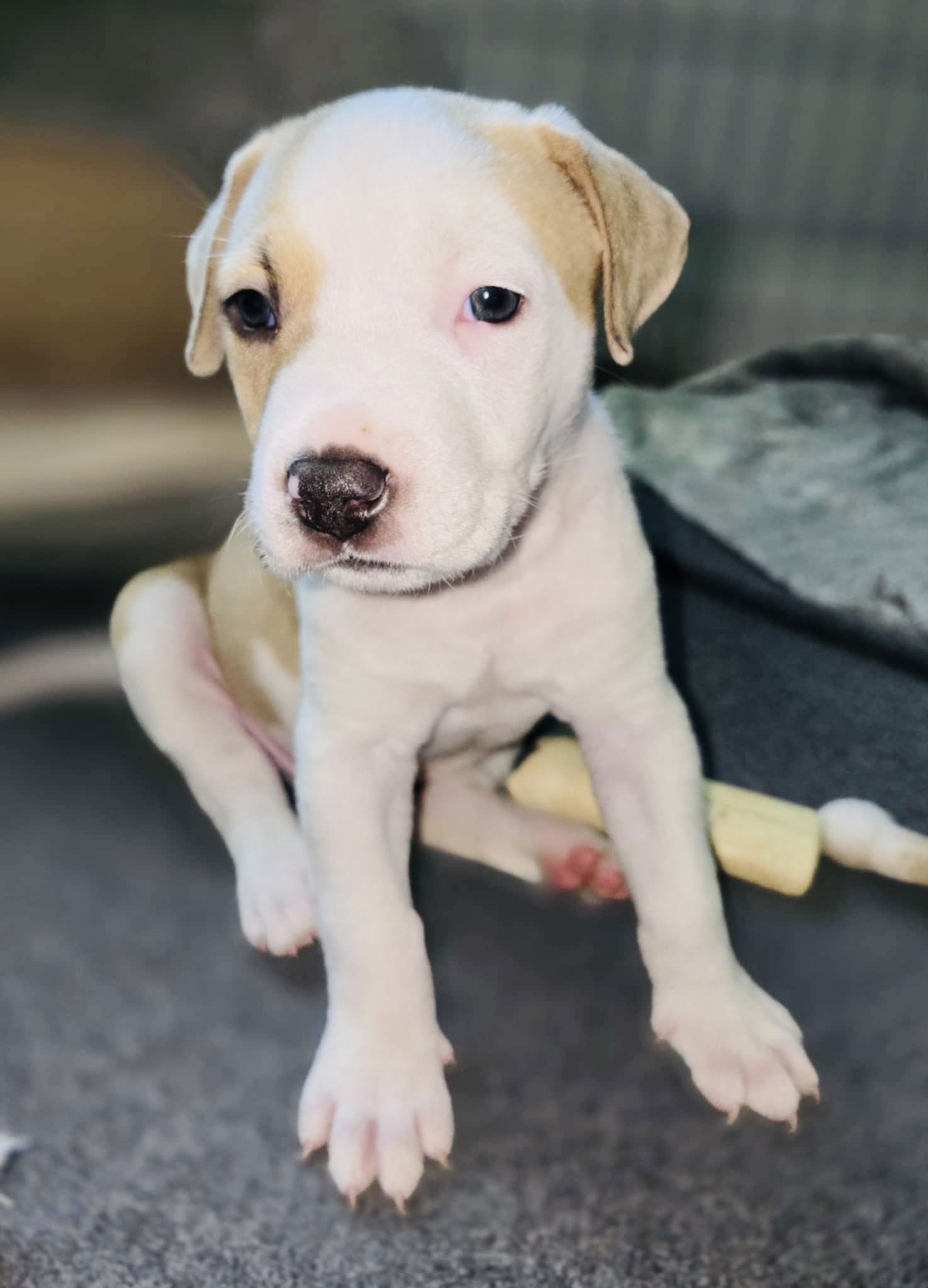 adoptable Dog in Semmes, AL named Evan