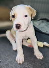 adoptable Dog in semmes, AL named Evan