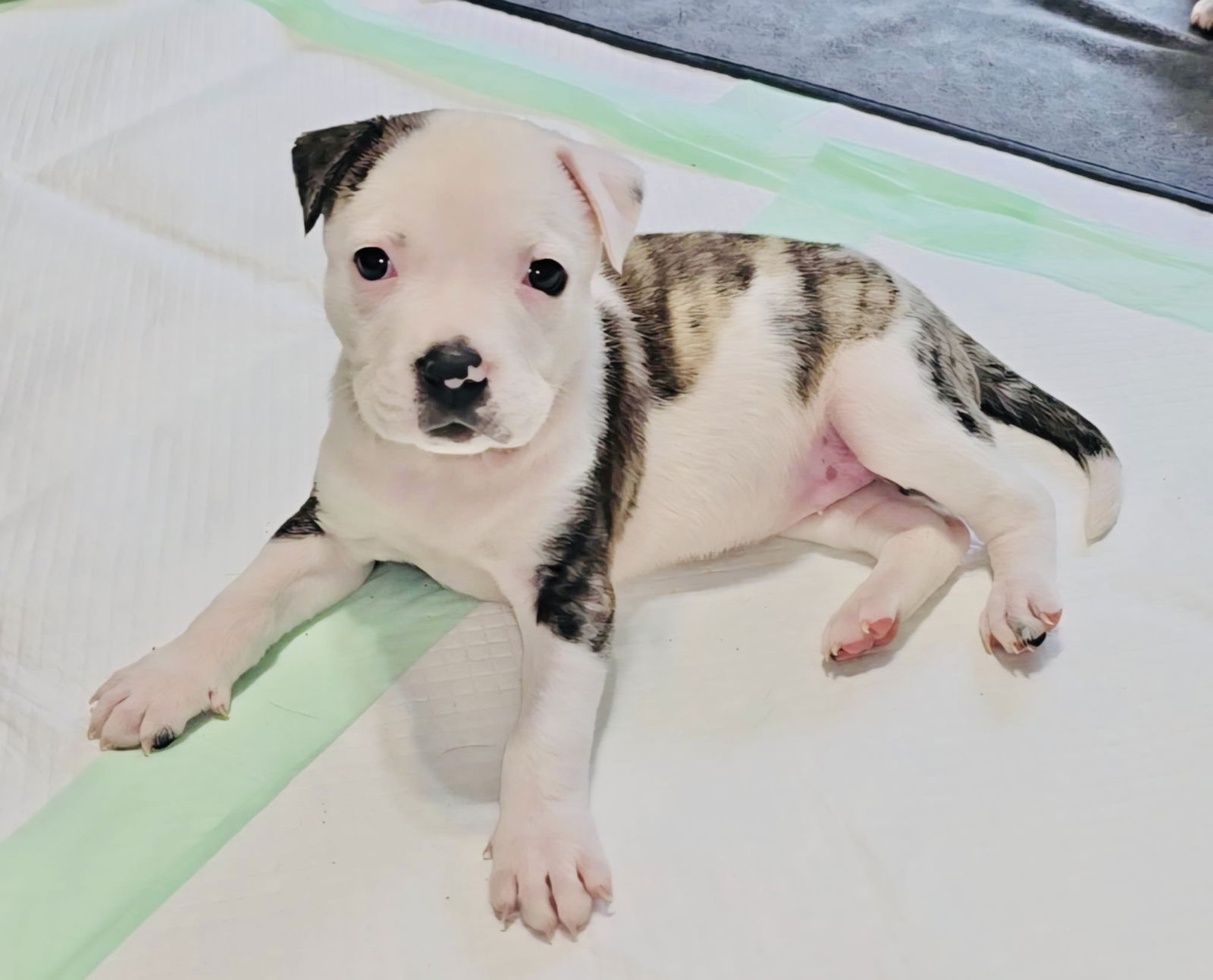 adoptable Dog in Semmes, AL named Eva