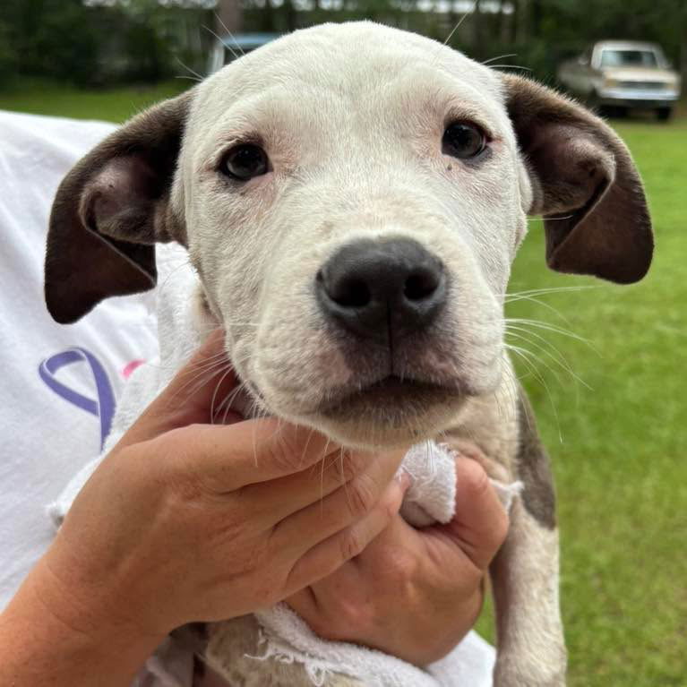 adoptable Dog in Semmes, AL named Tyson
