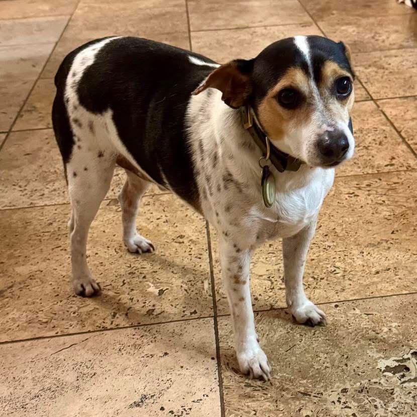 adoptable Dog in Semmes, AL named PD