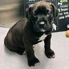 adoptable Dog in  named JJ