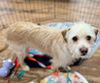 adoptable Dog in semmes, AL named Murph