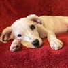 adoptable Dog in semmes, AL named Nyla