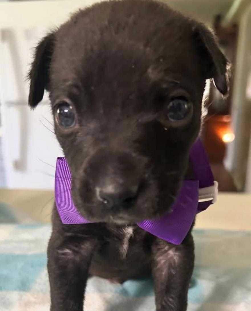 adoptable Dog in Semmes, AL named Nugget