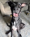 adoptable Dog in  named Hank