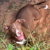 adoptable Dog in  named Izzy
