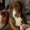 Izzy - Photo 6