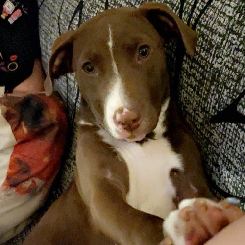 Izzy — thumbnail 6