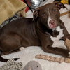 Izzy - Photo 3