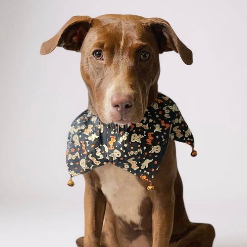 IZZY - Labrador Retriever / Terrier available for adoption
