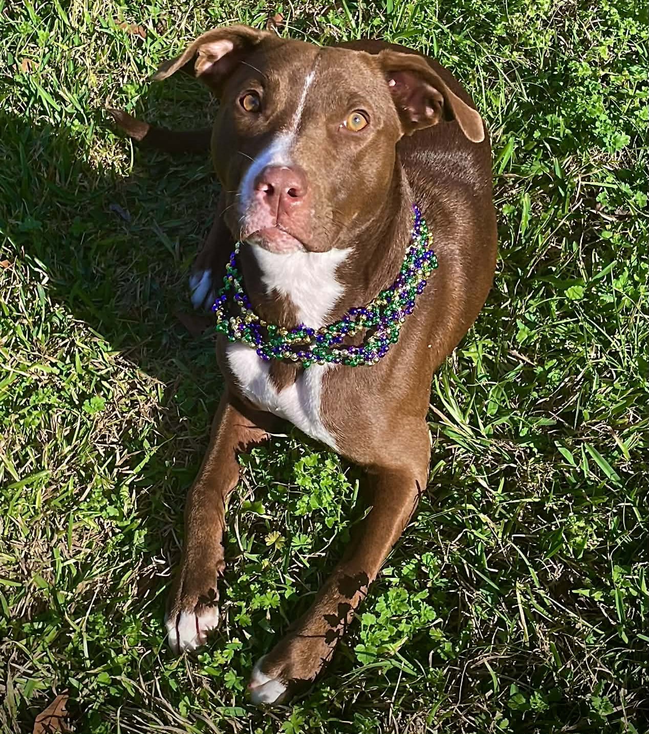 Izzy Image