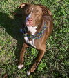 Izzy - Photo 1