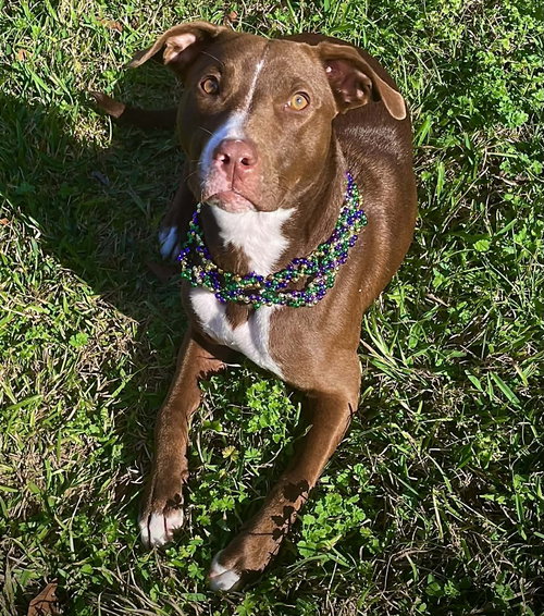 IZZY - Labrador Retriever / Terrier available for adoption