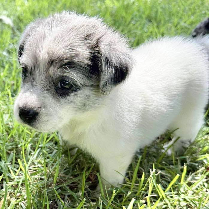 adoptable Dog in Semmes, AL named Foxi