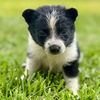 adoptable Dog in semmes, AL named Fozzy