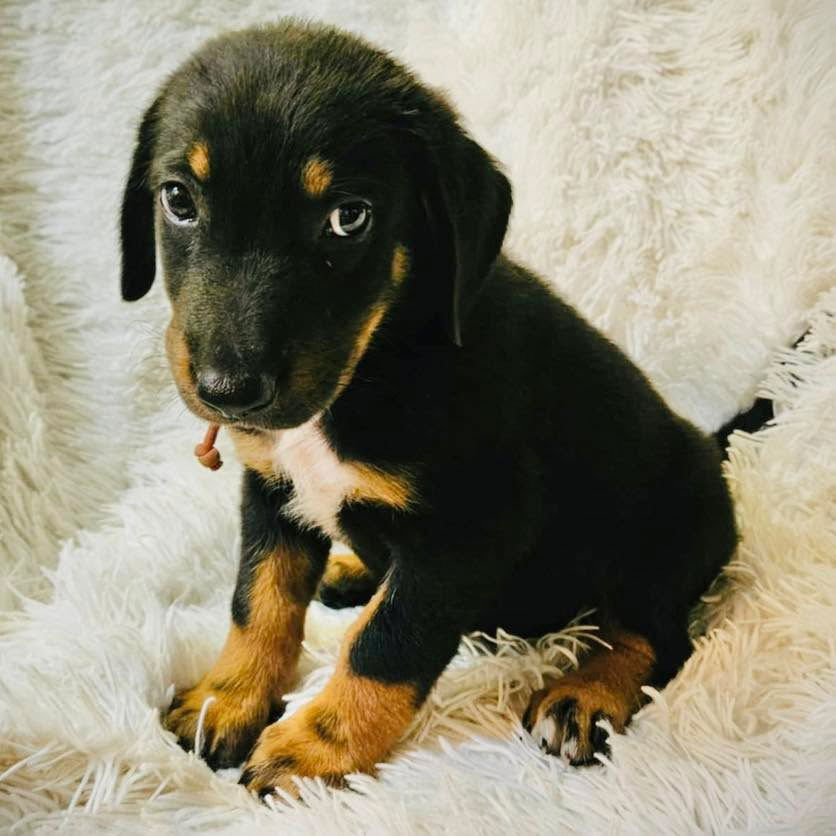 adoptable Dog in Semmes, AL named Journey