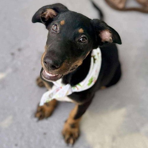 picture of the dog needing adoption