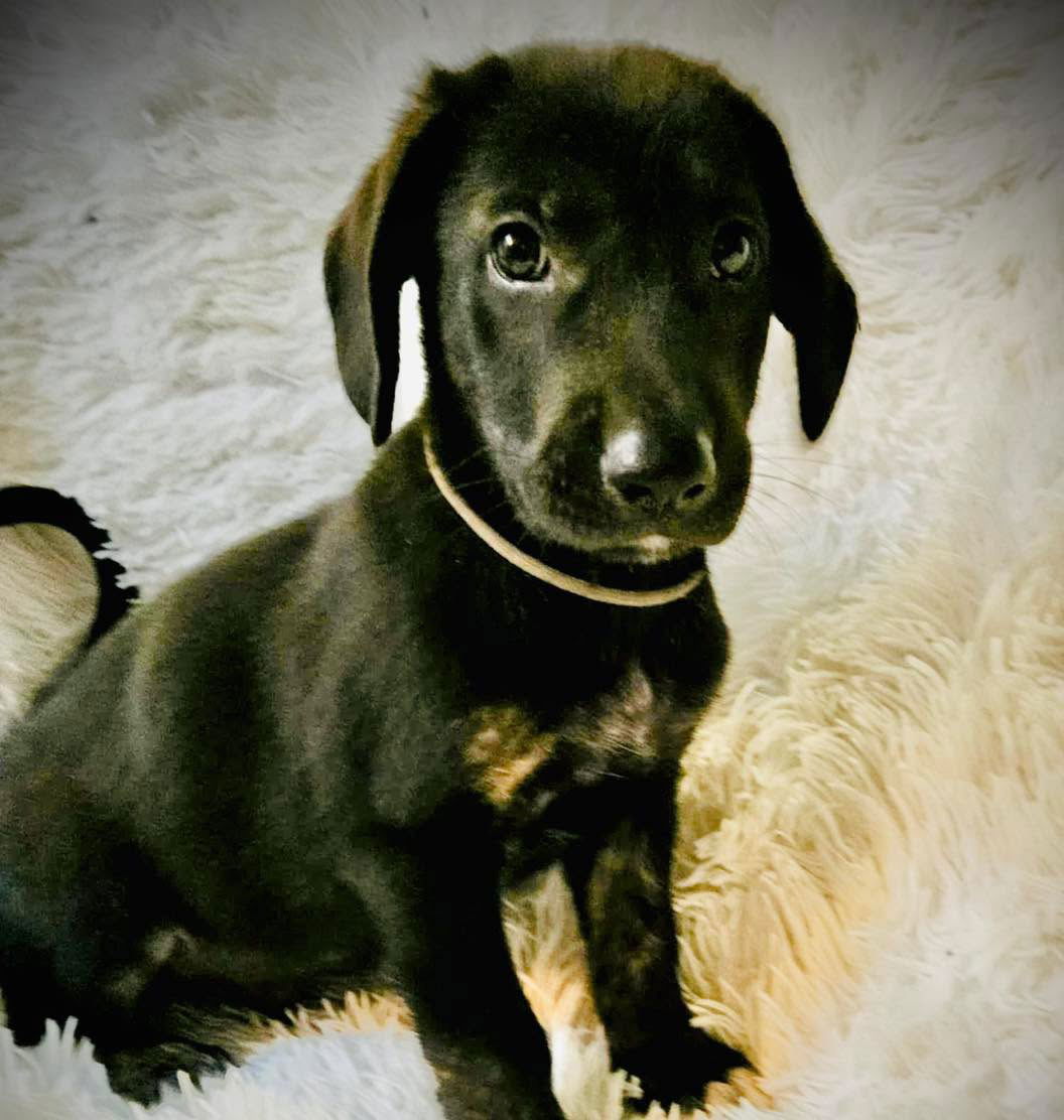 adoptable Dog in Semmes, AL named Jordan