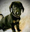 adoptable Dog in  named Jordan