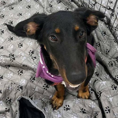picture of the dog needing adoption