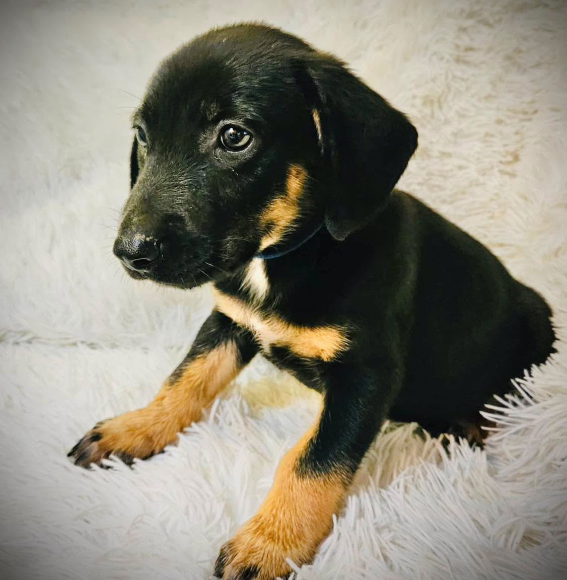 adoptable Dog in Semmes, AL named Jackson