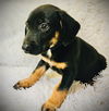 adoptable Dog in  named Jackson