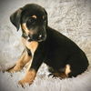 adoptable Dog in  named Jetson