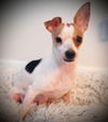 adoptable Dog in semmes, AL named Mia