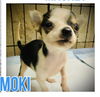 adoptable Dog in semmes, AL named Moki