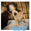 adoptable Dog in semmes, AL named Mackey