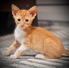 adoptable Cat in semmes, AL named Trip