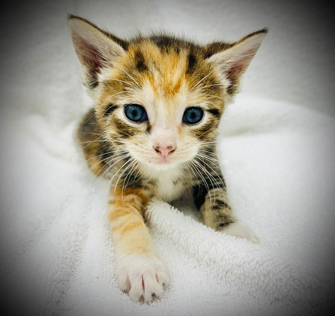 adoptable Cat in Semmes, AL named Buffy