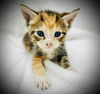 adoptable Cat in semmes, AL named Buffy