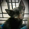 adoptable Cat in Semmes, AL named Basil