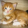 adoptable Cat in semmes, AL named Binx