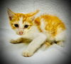 adoptable Cat in semmes, AL named Bruce