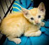 adoptable Cat in semmes, AL named Bowie