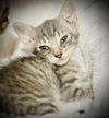 adoptable Cat in Semmes, AL named Baloo